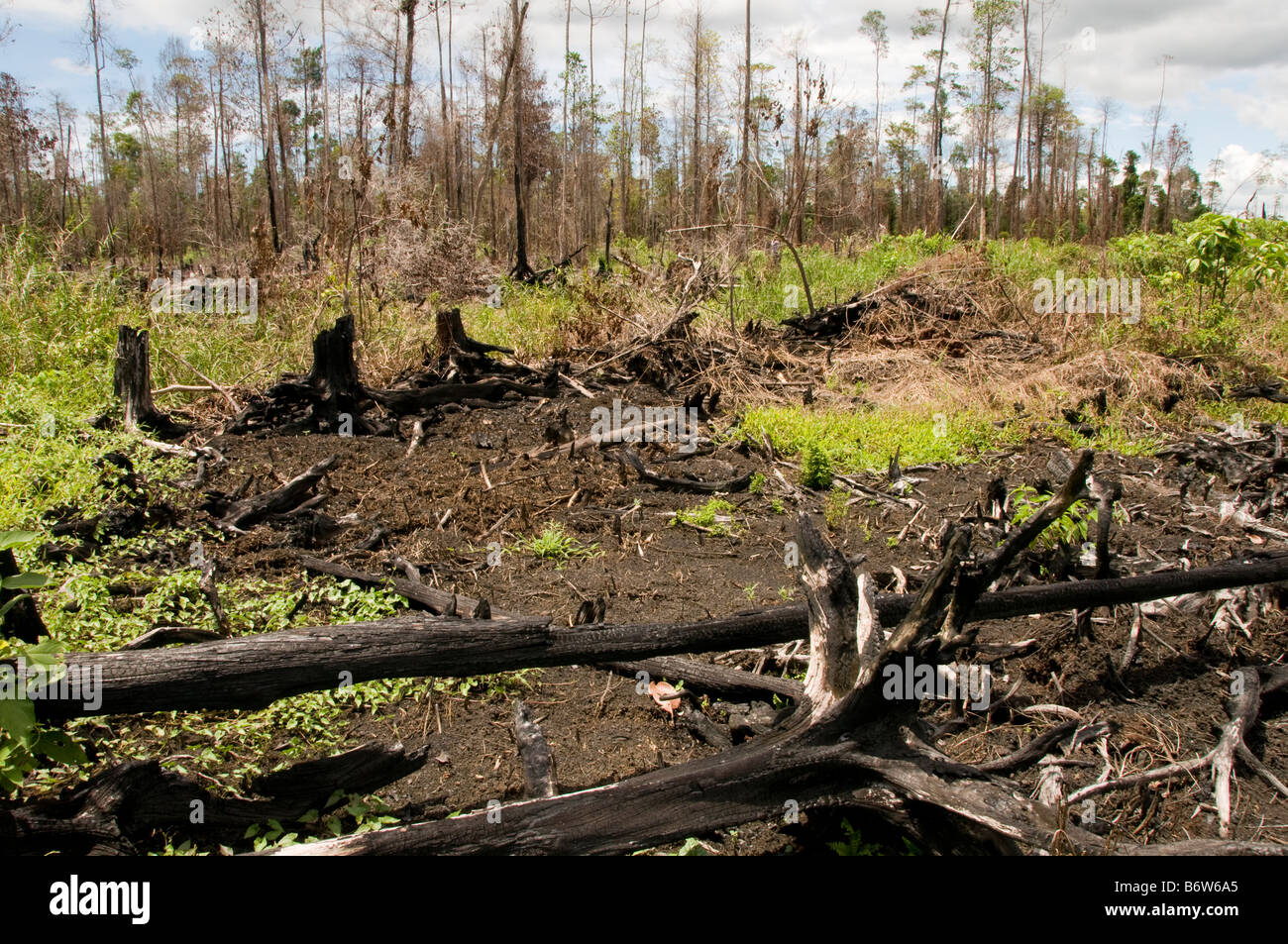 Illegale Abholzung in Indonesien Stockfoto