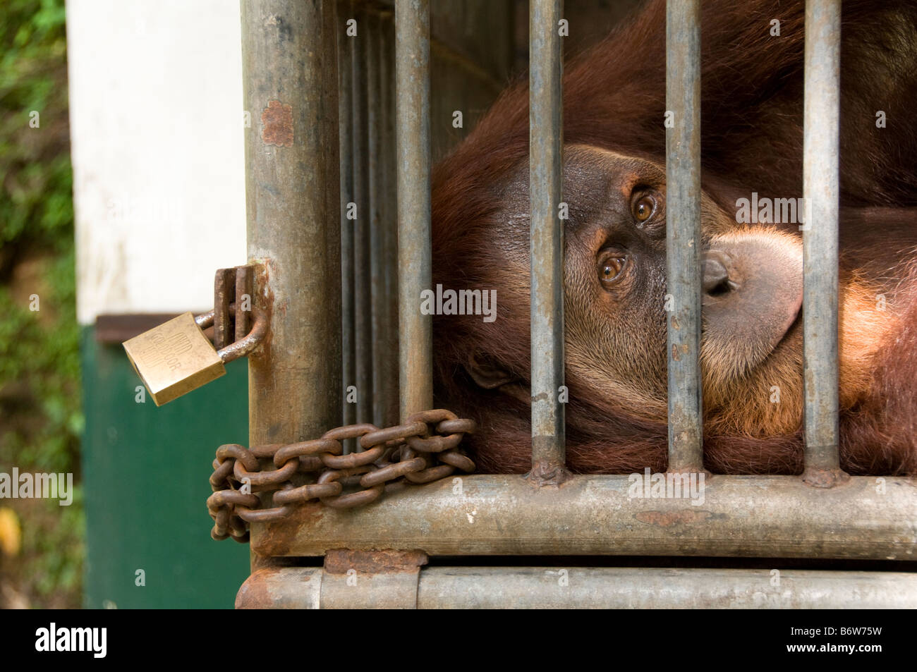 Sumatra Orang-Utan, Pongo Pygmaeus in Käfig am Rehabilitationszentrum, Sumatra, Indonesien Stockfoto