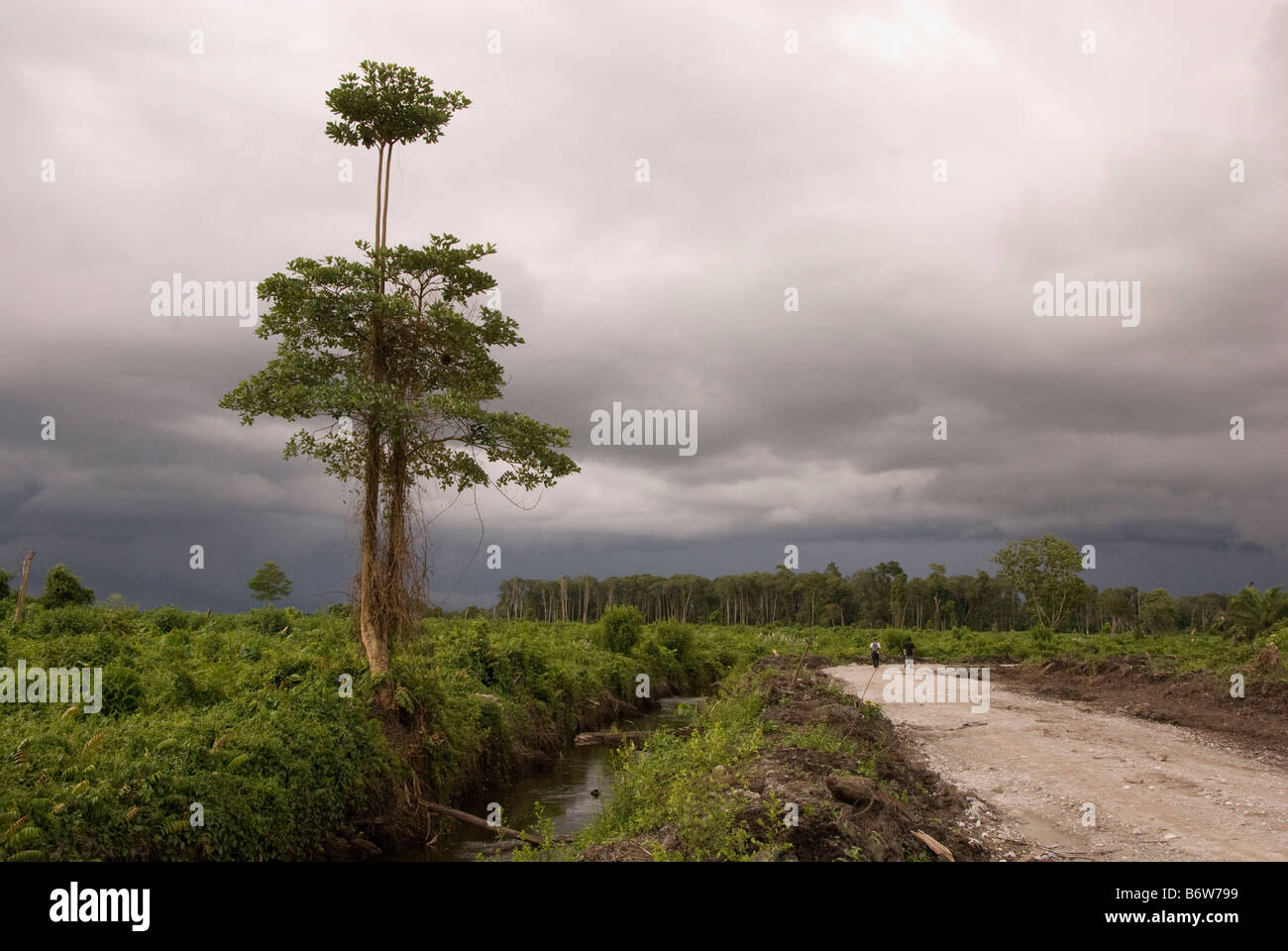 Bereich der entwaldeten ehemalige Torf-Wald-Sumpf in Tripa, Sumatra, Indonesien erwartet um mit Palmöl gepflanzt werden Stockfoto