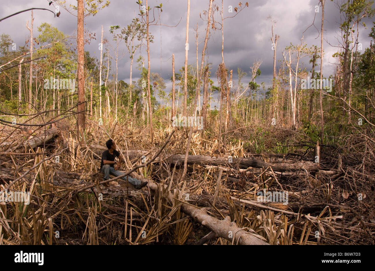 Illegale Abholzung in Indonesien Stockfoto