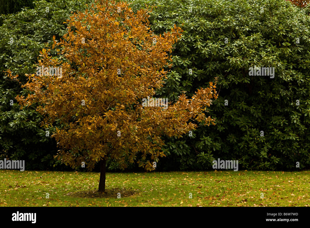 Junge Eiche vor große Rhododendron im Herbst. Stockfoto