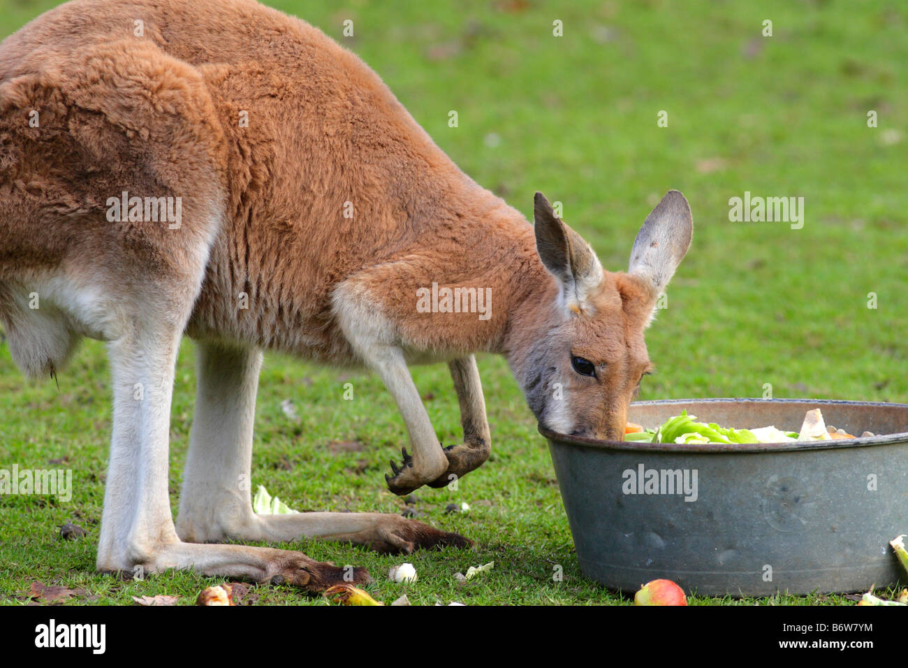 Red Kangaroo füttern. Stockfoto