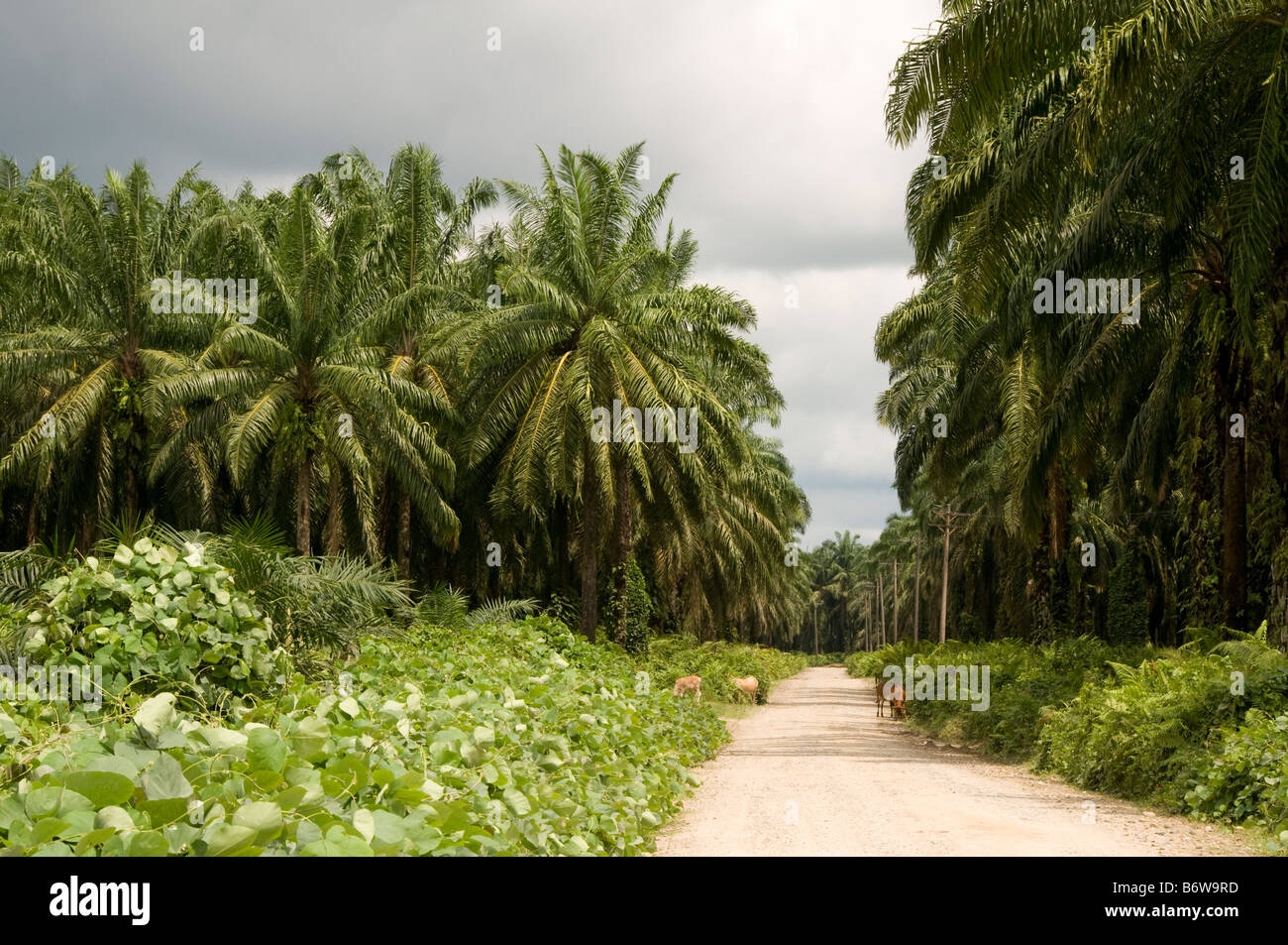 Palmöl-Plantagen in Tripa, Sumatra, Indonesien Stockfoto
