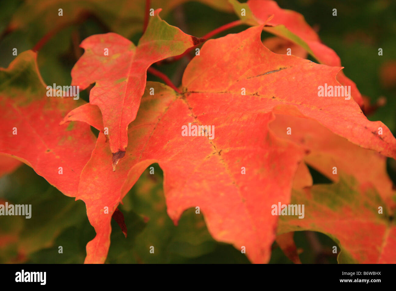 Nahaufnahme von roten; Orange-goldene Ahornblätter auf einem Ast im Herbst, UK Stockfoto