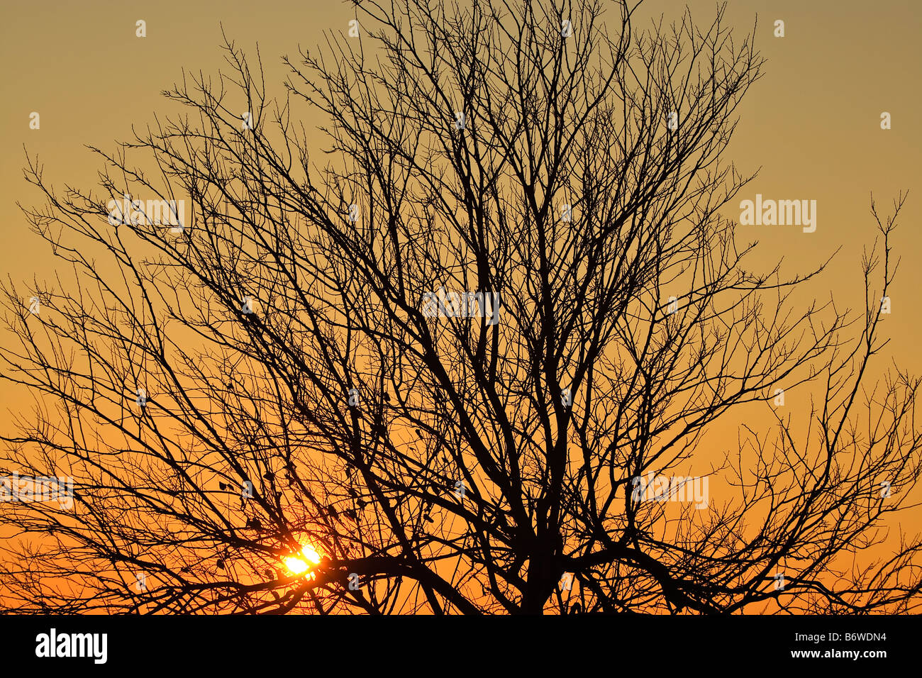 Baum Silhouette Stockfoto