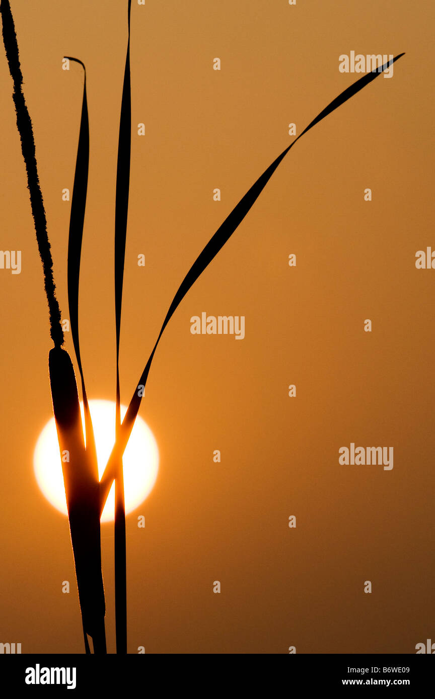Geringerem indischen Reed Mace bei Sonnenaufgang. Indien Stockfoto