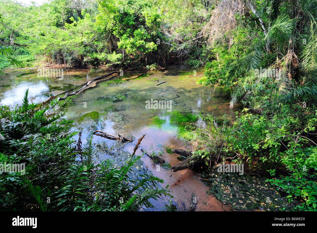 Frühling an Sucuri River Bonito Mato Grosso Do Sul, Brasilien Stockfoto