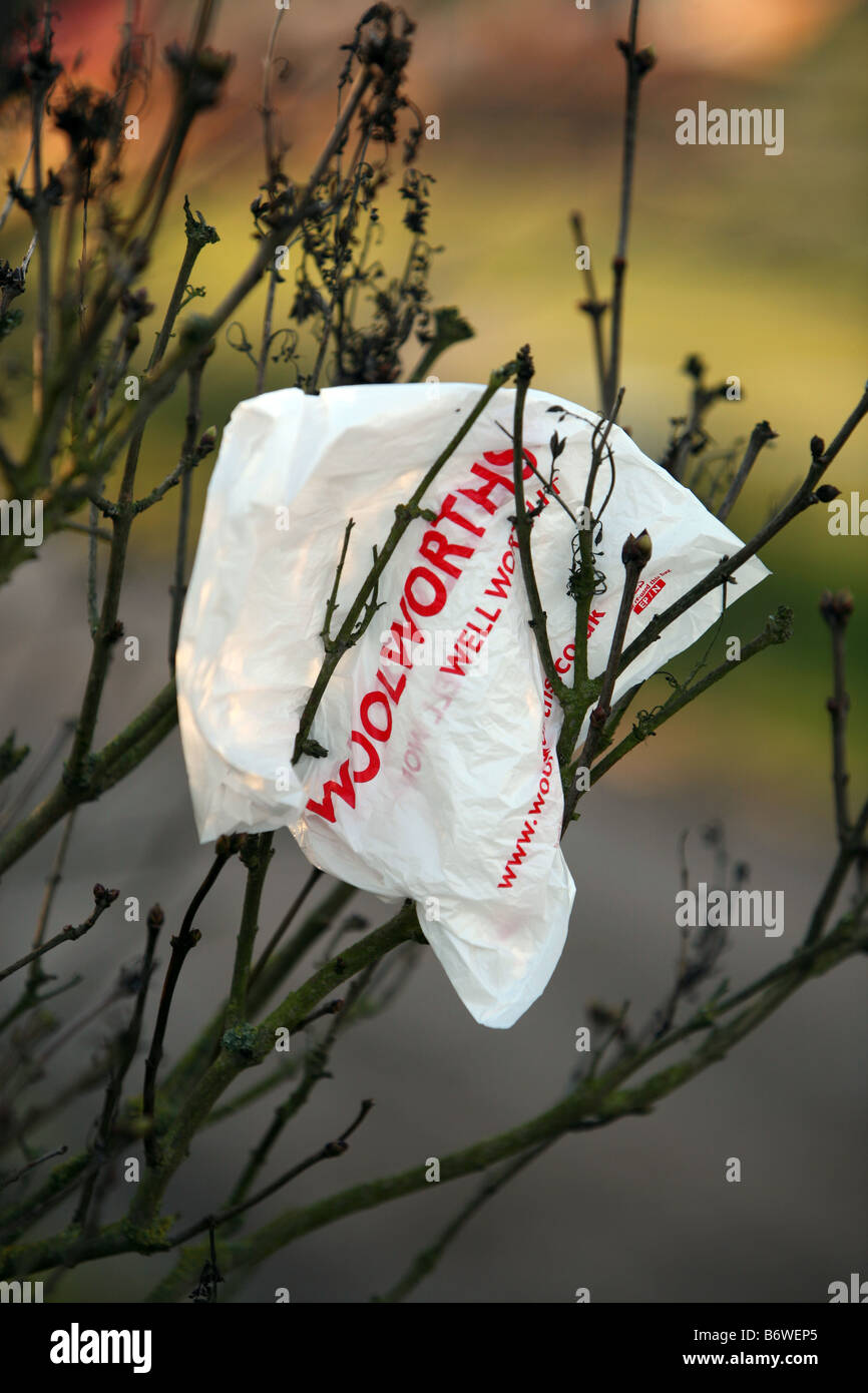 Eine Tragetasche Woolworths gefangen in einem Baum Stockfoto