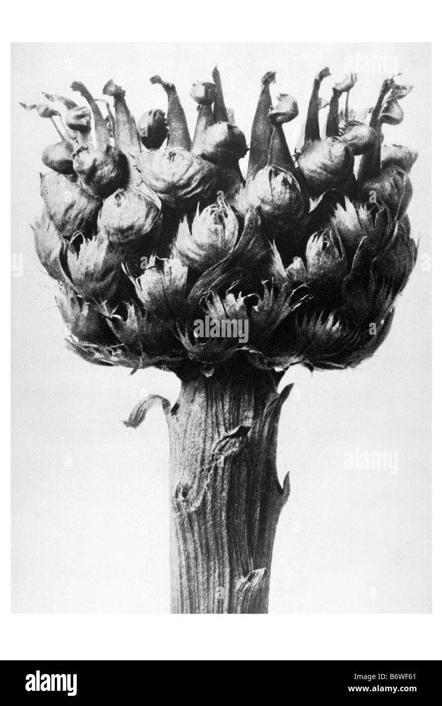 Flockenblume Stockfoto