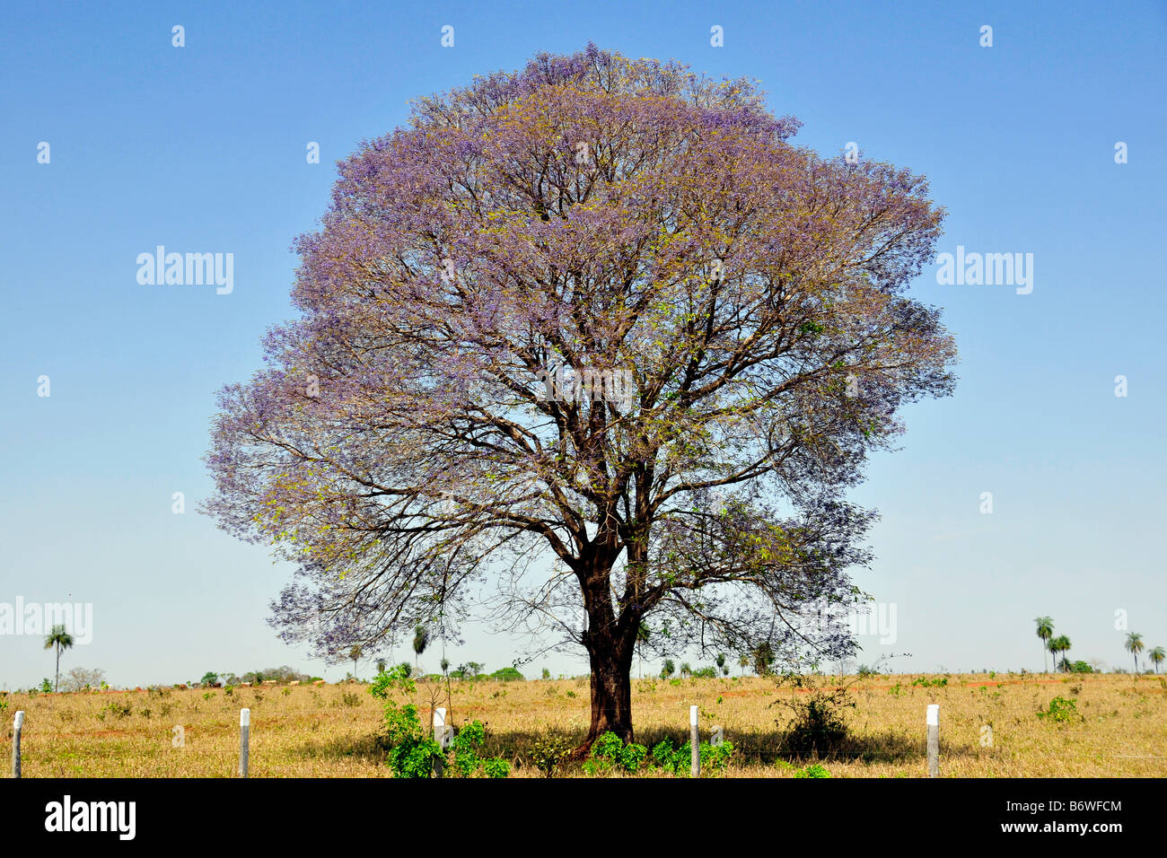 Rosa Trompete Baum Tabebuia Impetiginosa Mato Grosso do Sul Brasilien Stockfoto