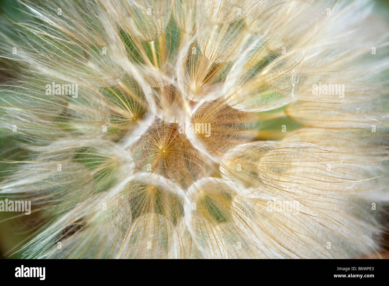 Samen von einem gewöhnlichen Löwenzahn erstellen Sie perfekte geometrische Formen Stockfoto