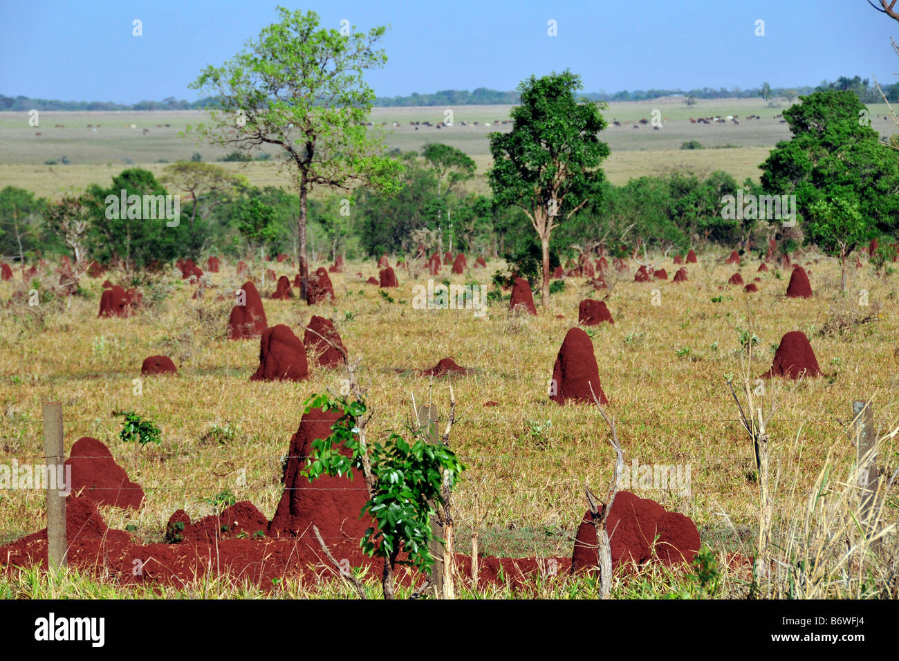 Termite Nester von der Autobahn BR267 Mato Grosso do Sul Brasilien Stockfoto