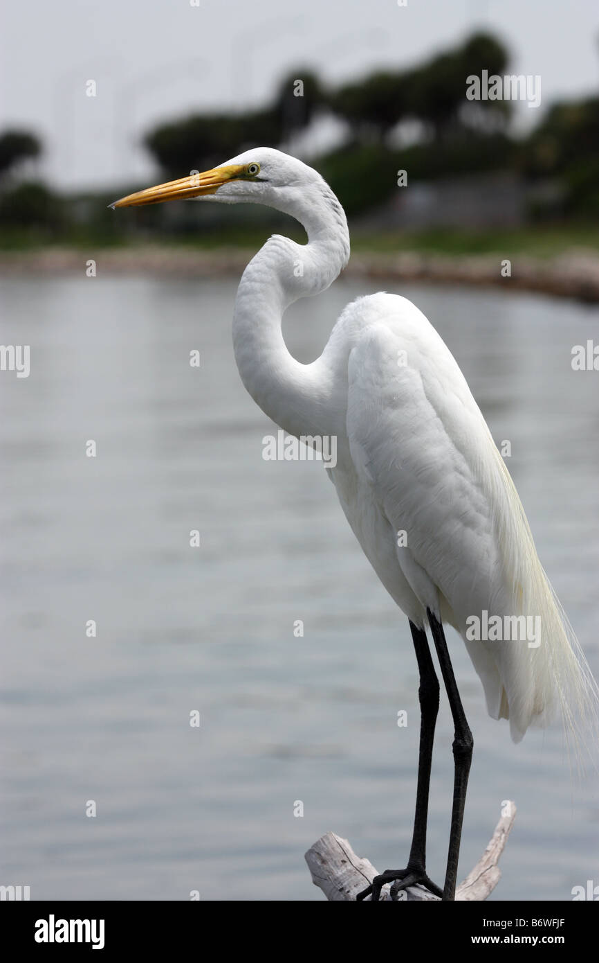 Silberreiher stehen auf einem Ast über dem Wasser hängen Stockfoto