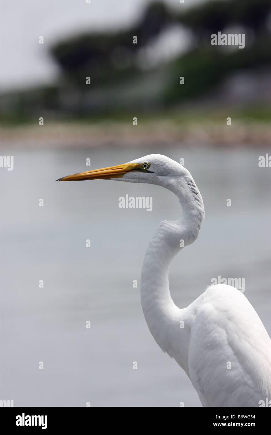 Nahaufnahme des Kopfes und der Oberkörper ein Silberreiher Stockfoto