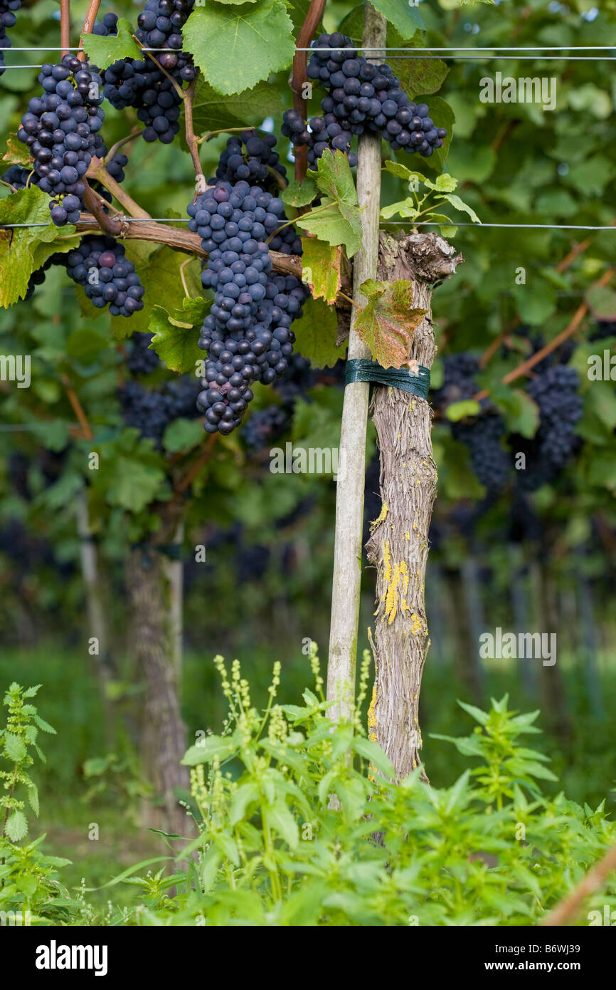 rote Trauben Stockfoto