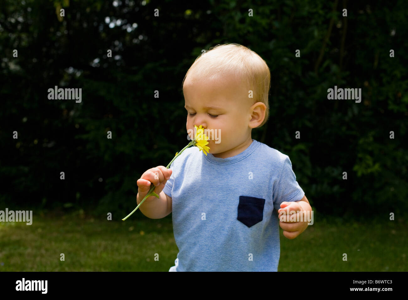 Baby Boy riechen eine Blume Stockfoto