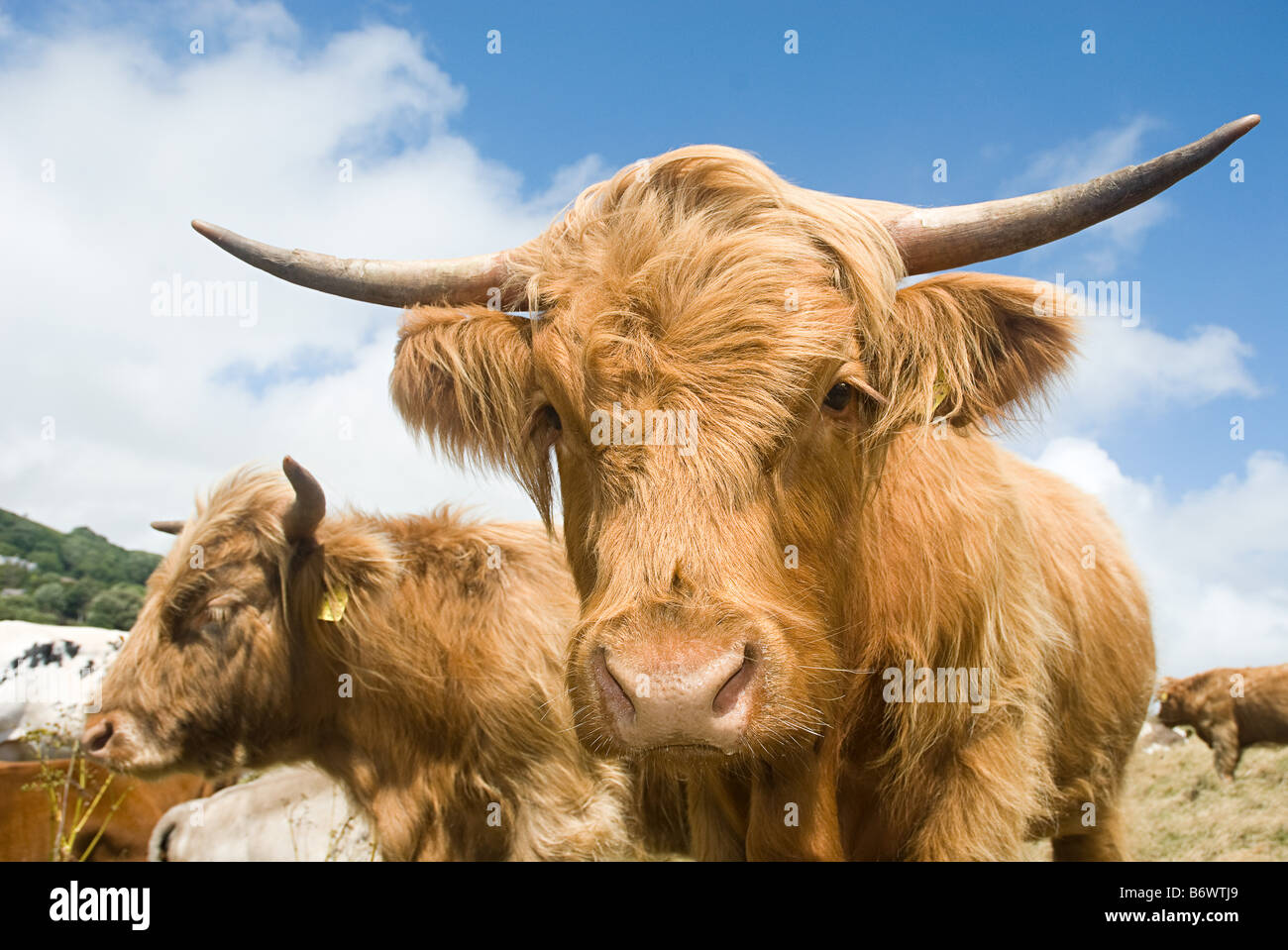 Highland Kühe Stockfoto