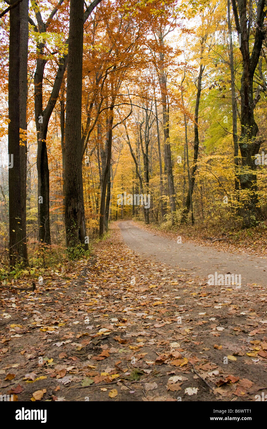 Kleinen Feldweg laufen durch Wald mit bunten Herbstlaub und Blättern auf Boden Stockfoto