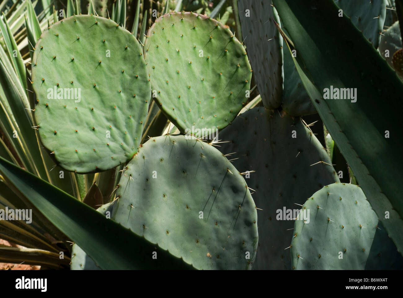 Marokko, Marrakesch. Ein kunstvoll geschnitzten gewölbtes Fenster in Marrakesch. Stockfoto