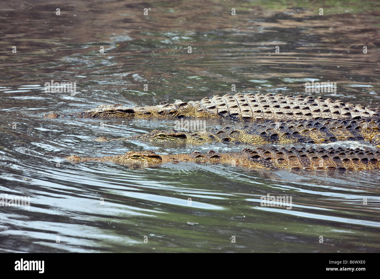 Tansania, Katavi-Nationalpark. Flusspferde beobachten Sie vorsichtig ein Krokodil bevor es für den Katuma-Fluss Köpfe. Stockfoto