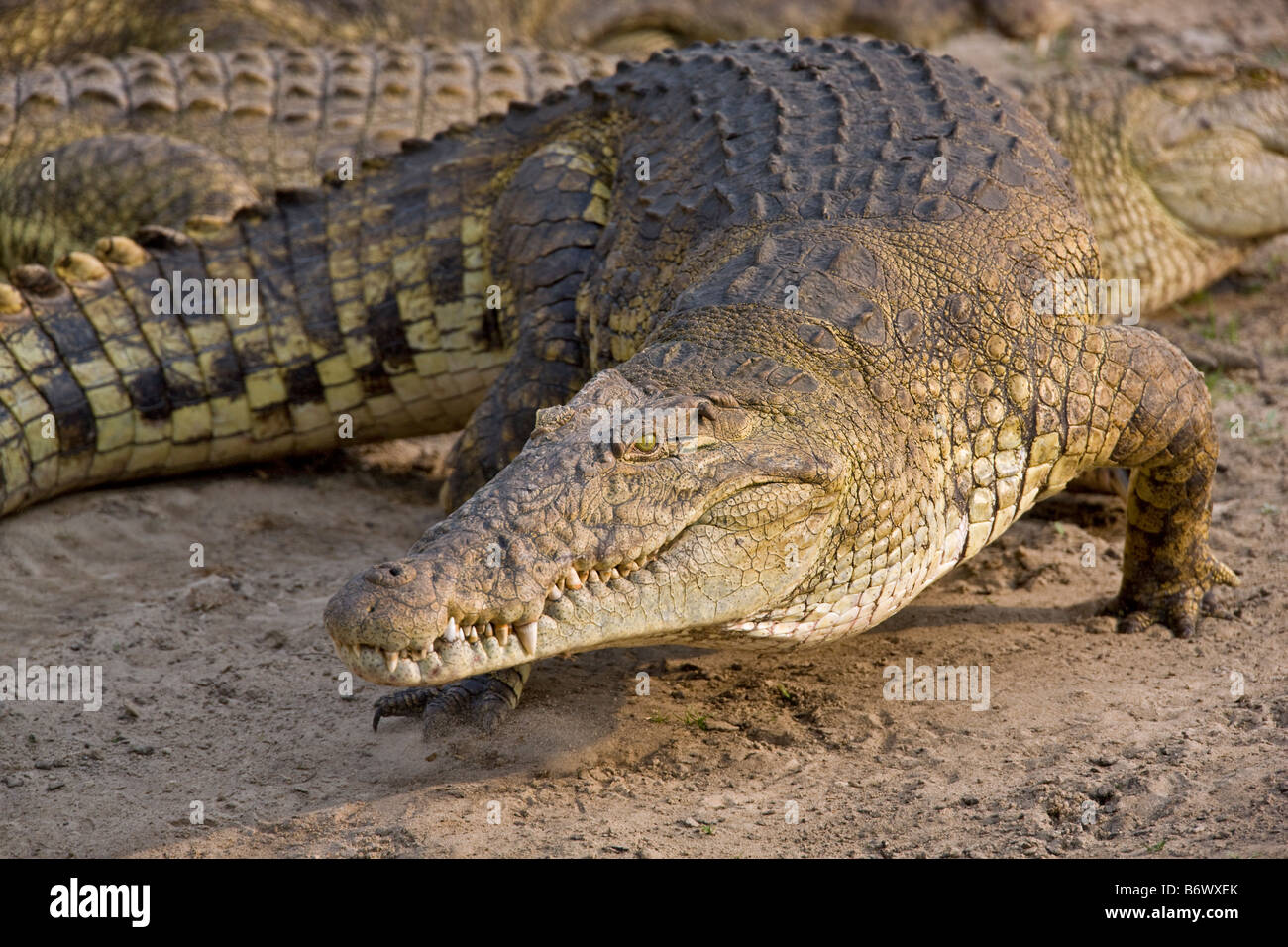 Tansania, Katavi-Nationalpark. Eine große Nilkrokodile stürzt eine Bank des Katuma-Flusses. Stockfoto