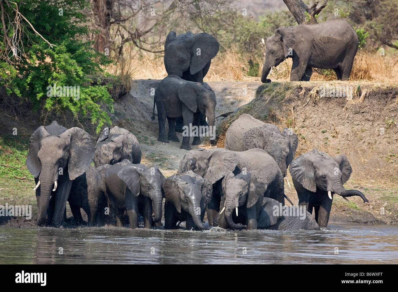 Tansania, Katavi-Nationalpark. Eine Herde Elefanten trinkt den Katuma-Fluss. Stockfoto