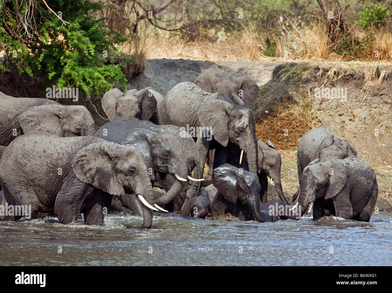 Tansania, Katavi-Nationalpark. Elefanten-Getränk und kühlen Sie sich im Katuma-Fluss. Stockfoto