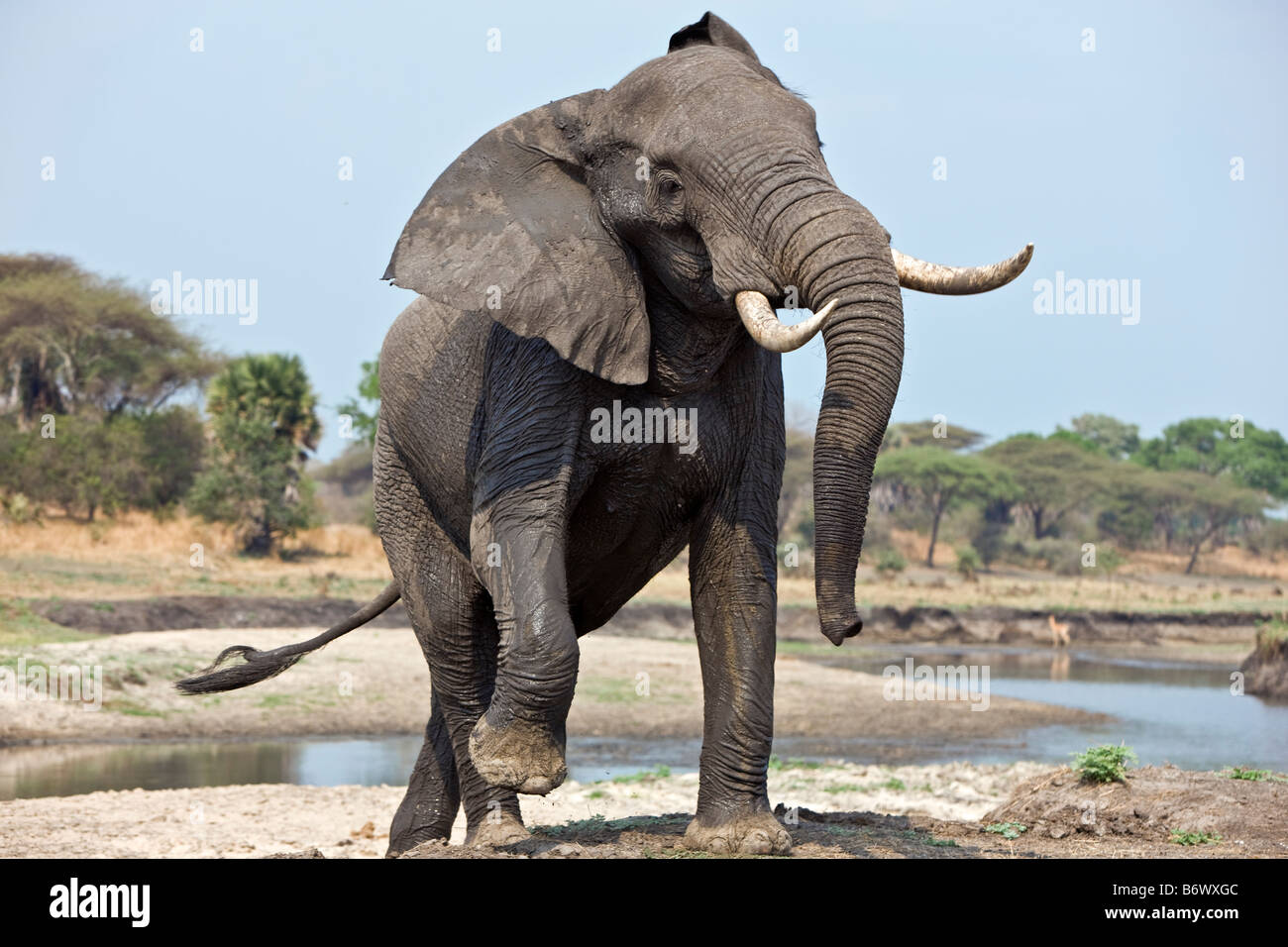 Tansania, Katavi-Nationalpark. Ein Elefant zeigt Aggression. Stockfoto
