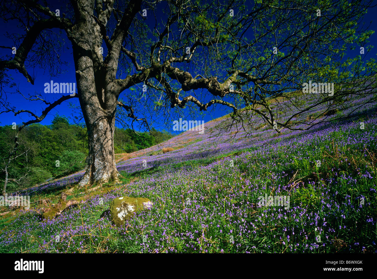 Bluebell Teppich in der Nähe von Glenridding, The Lake District National Park, Cumbria Stockfoto