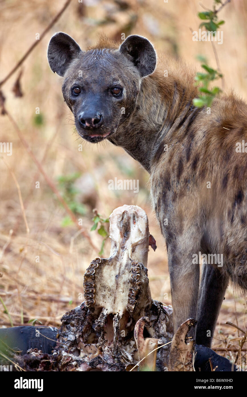 Tansania, Katavi-Nationalpark. Ein männlicher Impala-Antilopen bewegt sich durch hohen Trockenrasen im Katavi-Nationalpark. Stockfoto