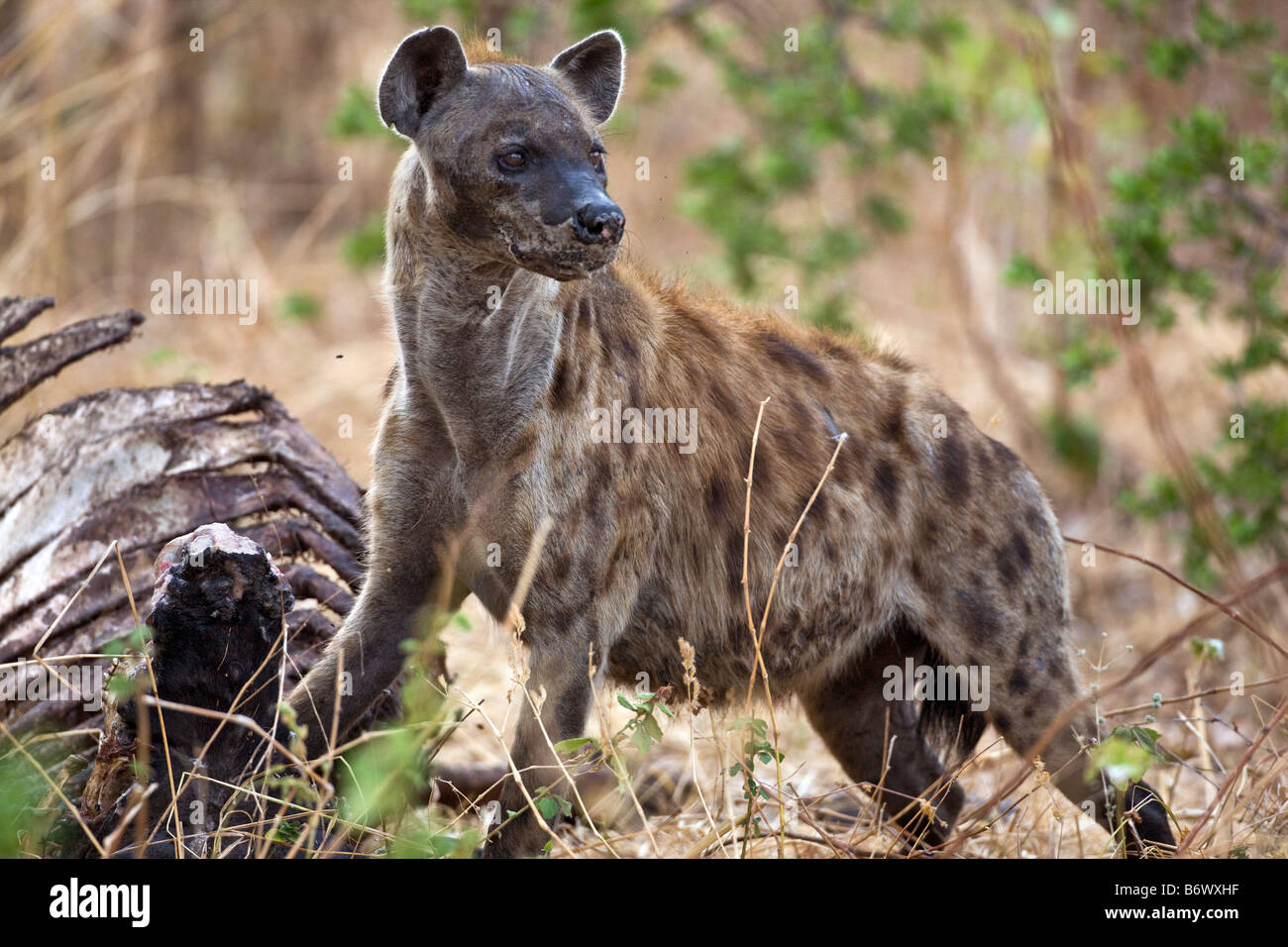 Tansania Katavi Nationalpark Eine Gefleckte Hy ne Ern hrt Sich Von tansania-katavi-nationalpark-eine-gefleckte-hy-ne-ern-hrt-sich-von