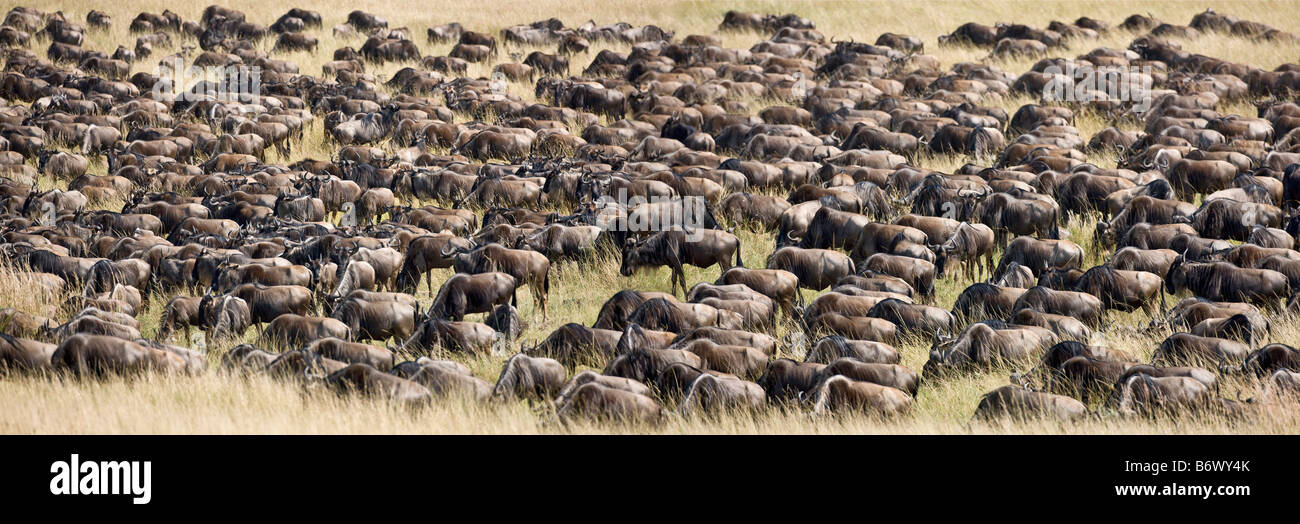 Kenia, Ostprovinz, Meru. Ein Chesnut Weaver sein Nest baut. Stockfoto