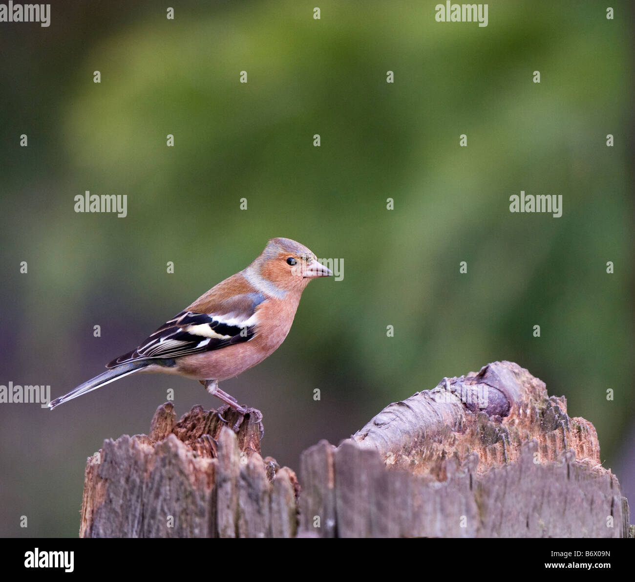 Buchfink auf Pfosten - Fringilla coelebs Stockfoto