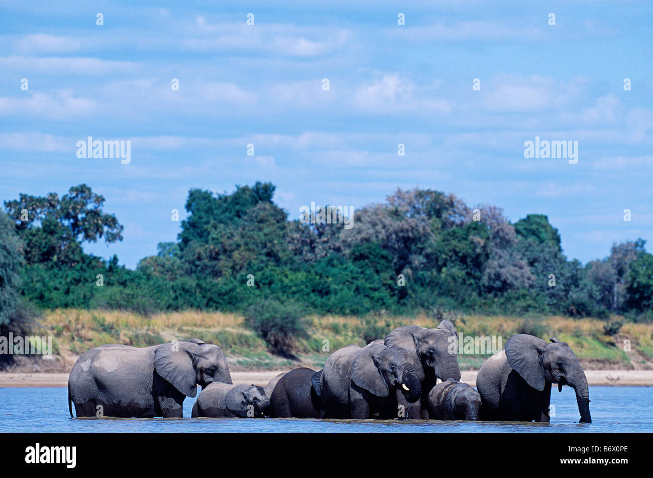 Sambia, South Luangwa National Park. Herde Elefanten kreuzen den Luangwa Fluss in der Nähe von Kaingo Camp. Stockfoto
