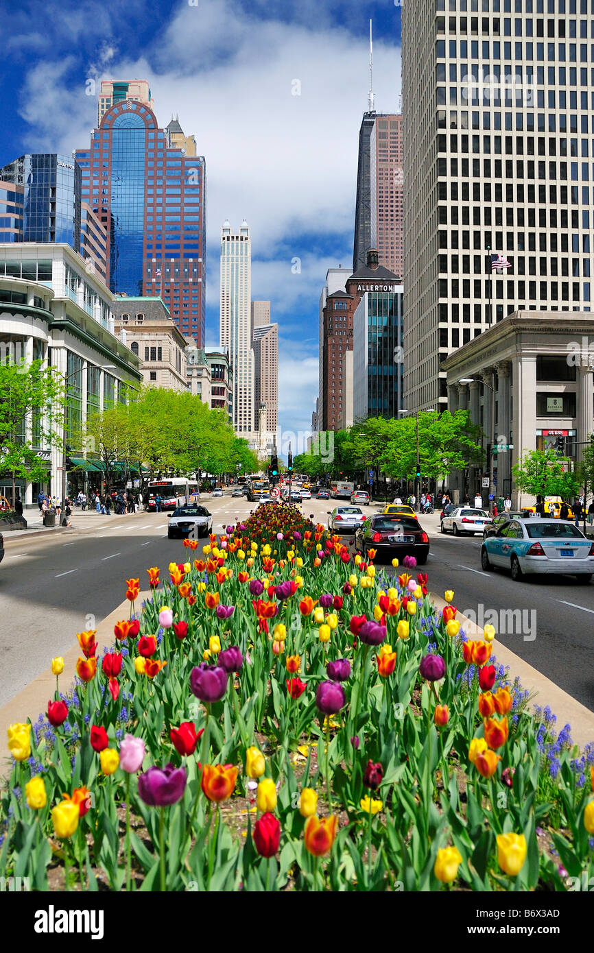 Im Frühling blühen die Tulpen in der Mitte Teiler auf der Michigan Avenue in Downtown Chicago, Illinois, USA Stockfoto