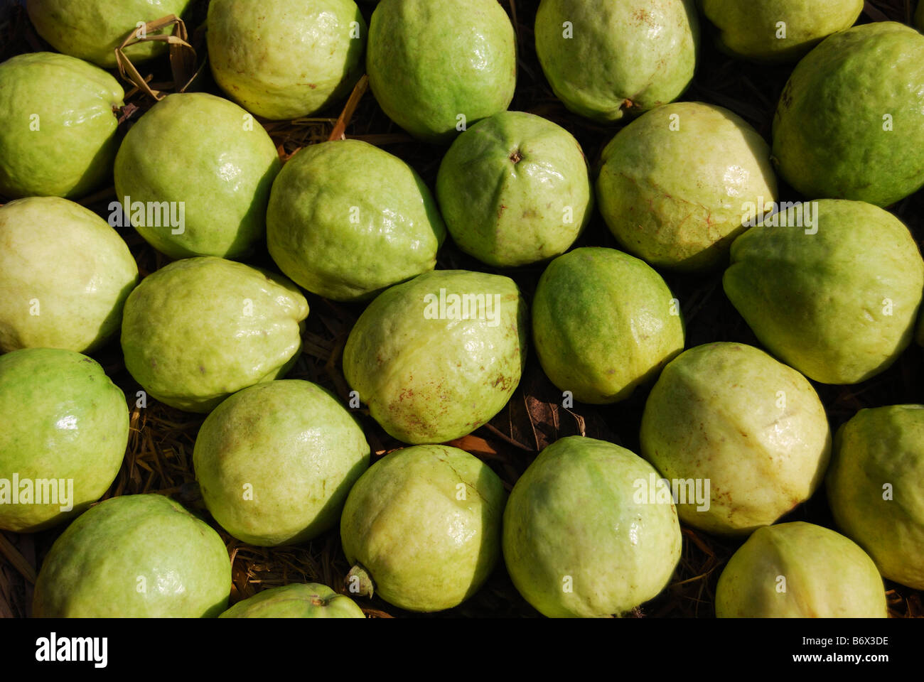 Guave Früchte zum Verkauf (Guave Guajava) Stockfoto