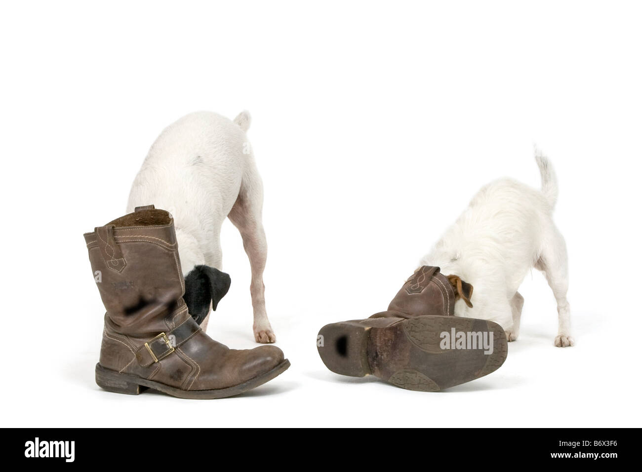 Jack Russell Hunde auf der Suche nach Leckereien in Stiefeln Stockfoto