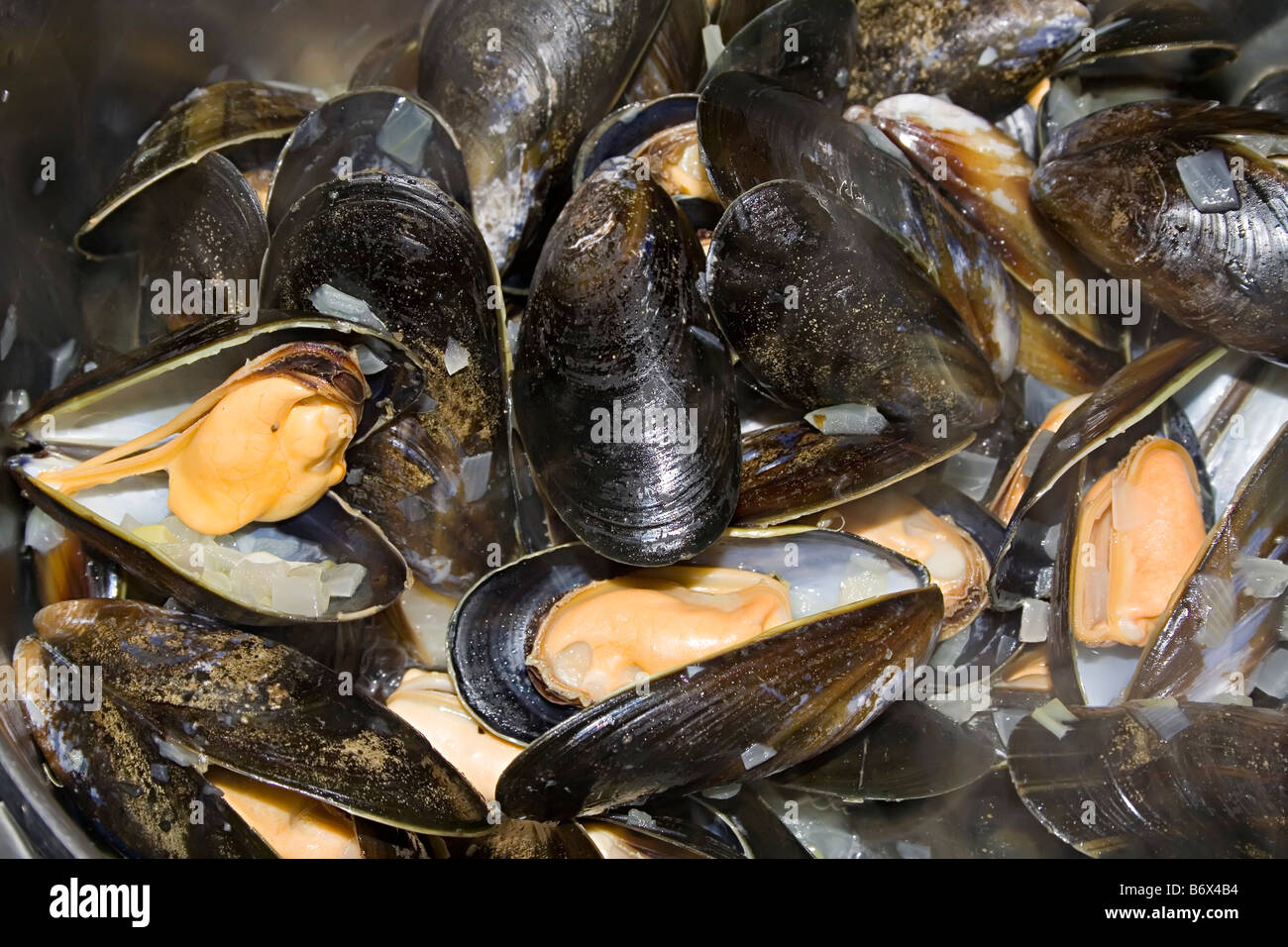 Muscheln gekocht in Zwiebel-Brühe dünsten in Pfanne UK Stockfoto