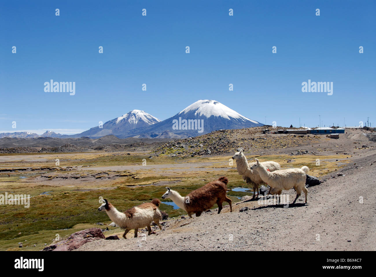 Lamas, Pomerade und Parinacota Vulkane, Nationalpark Lauca, Anden, Chile Stockfoto