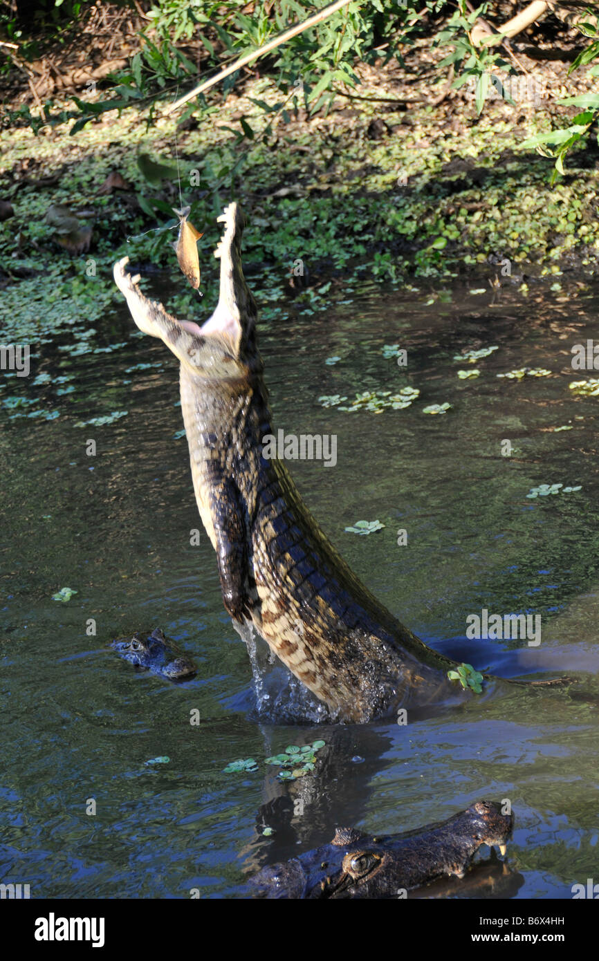 Pantanal Brillenkaiman Caiman Crocodilus Yacare springt aus dem Wasser und isst eine Piranhas Pygocentrus Piraya im Pantanal, Brasilien Stockfoto