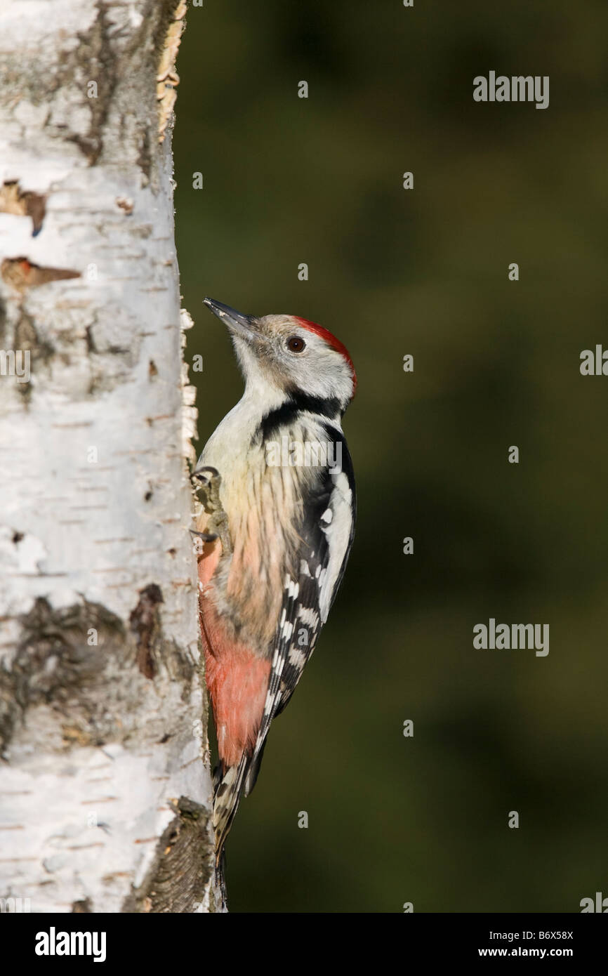 Mittelspecht Dendrocopos Medius Middle Spotted Woodpecker auf Birke Baum Erwachsenen sitzen Stockfoto