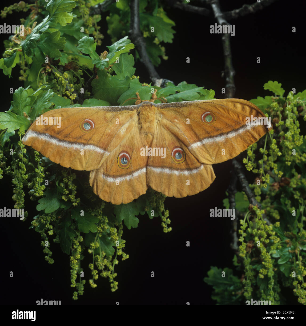 Chinesische Eiche Seidenraupe oder Tussar Motte Antheraea Pernyi im Ruhezustand auf Eiche Laub Stockfoto