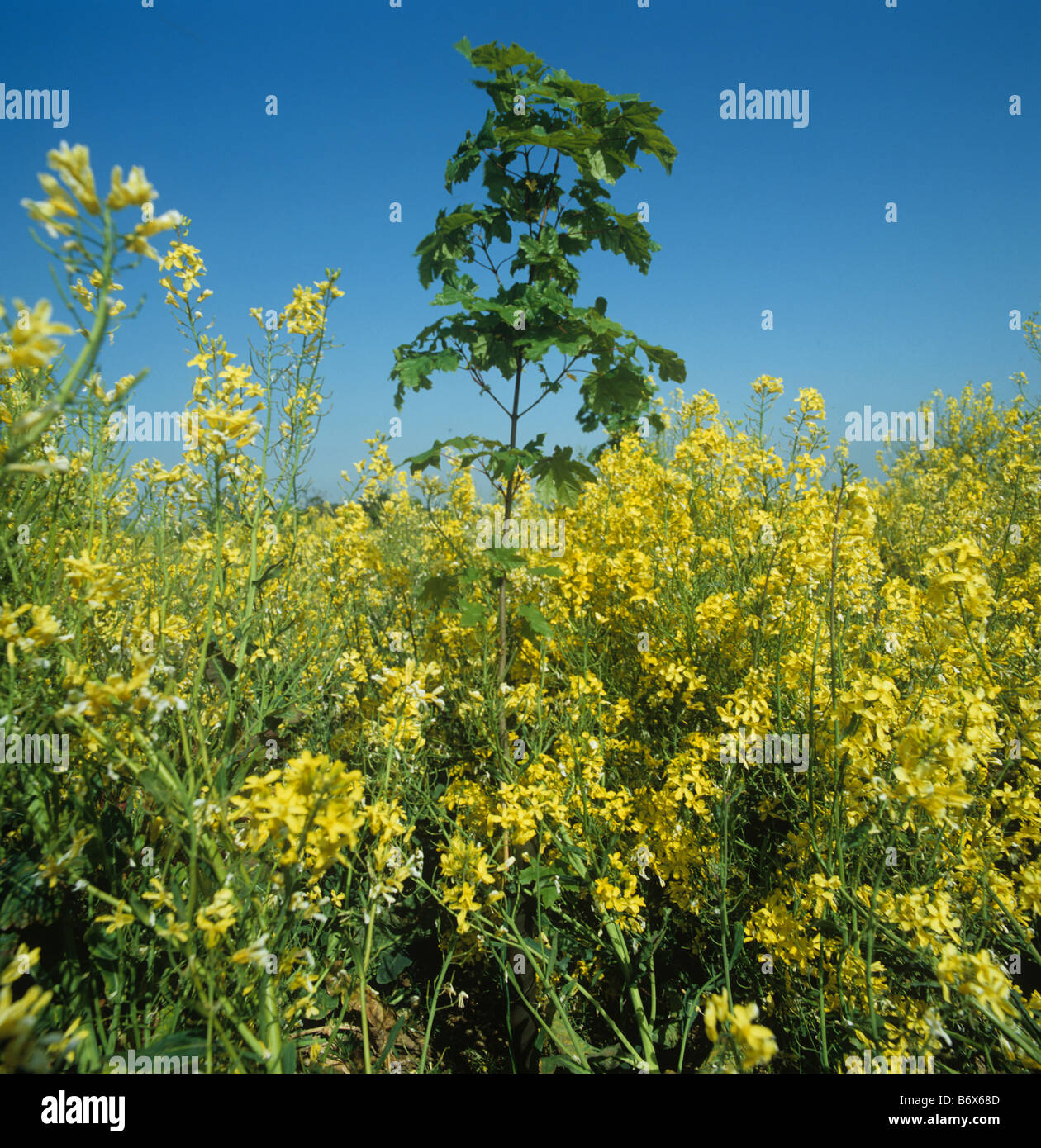 Spitz-Ahorn Acer sp neu bepflanzt mit Grünkohl Spiel Ernte Blüte um Unkraut zu unterdrücken Stockfoto