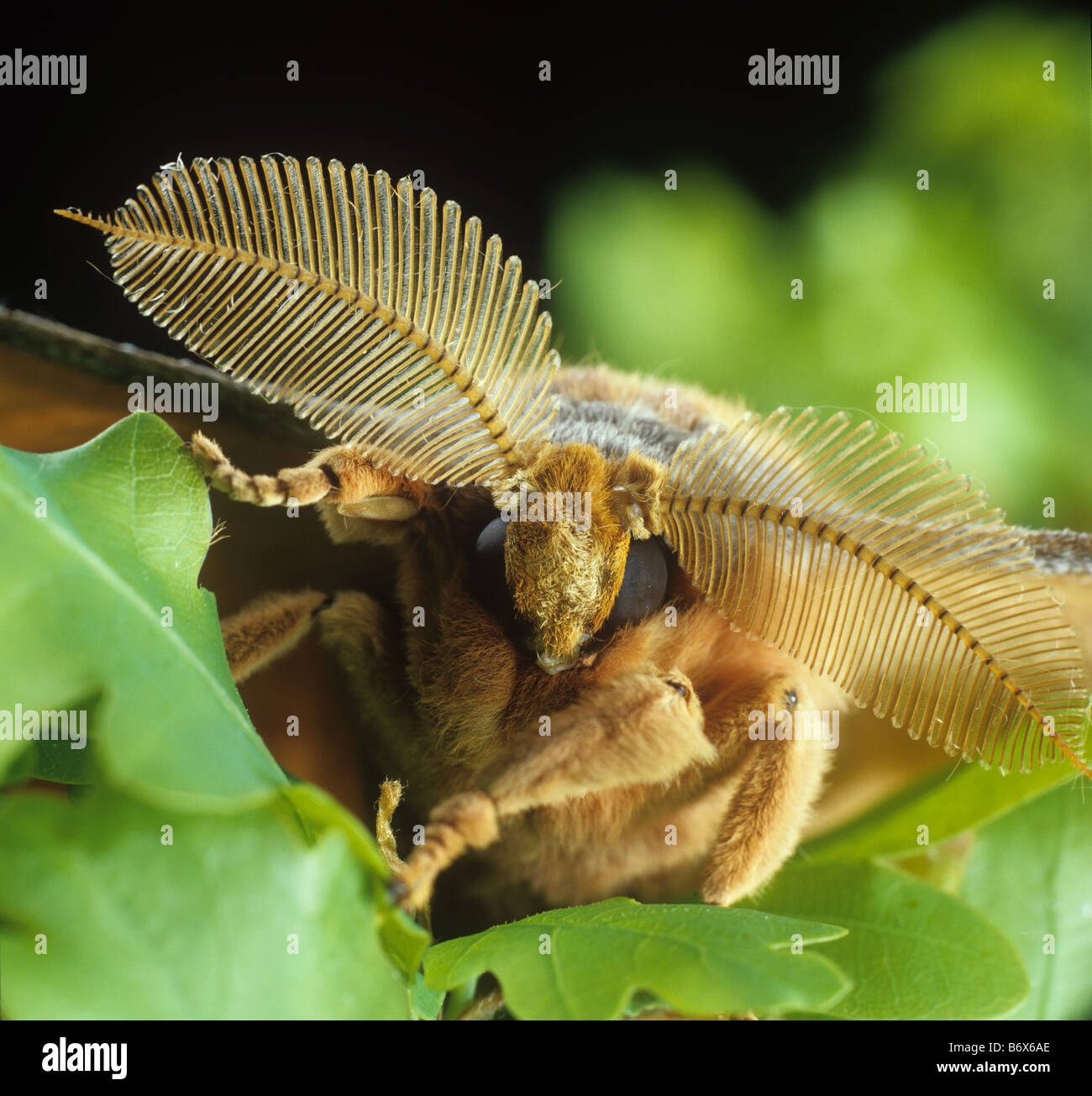Chinesische Eiche Seidenraupe oder Tussar Motte Antheraea Pernyi Leiter eine männliche Falter mit großen Antennen Stockfoto