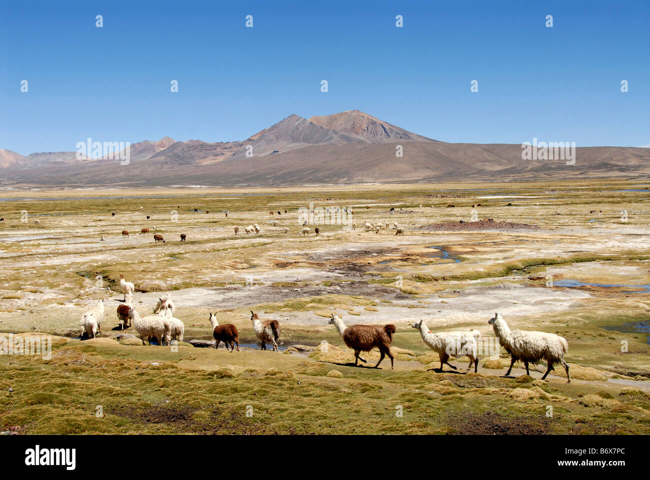Lamas Lauca Nationalpark Altiplano Anden Chile Stockfoto