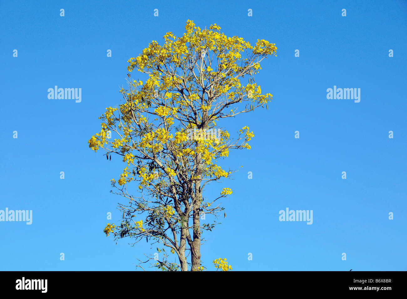 Gelbe Trompete Baum Tabebuia Aurea Bonito Mato Grosso do Sul Brasilien Stockfoto