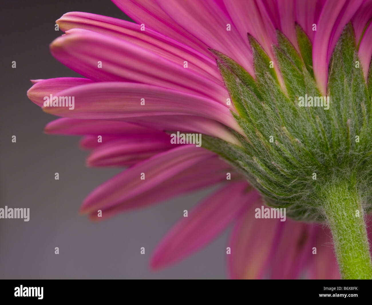 Rosa Gerber Daisy Stockfoto