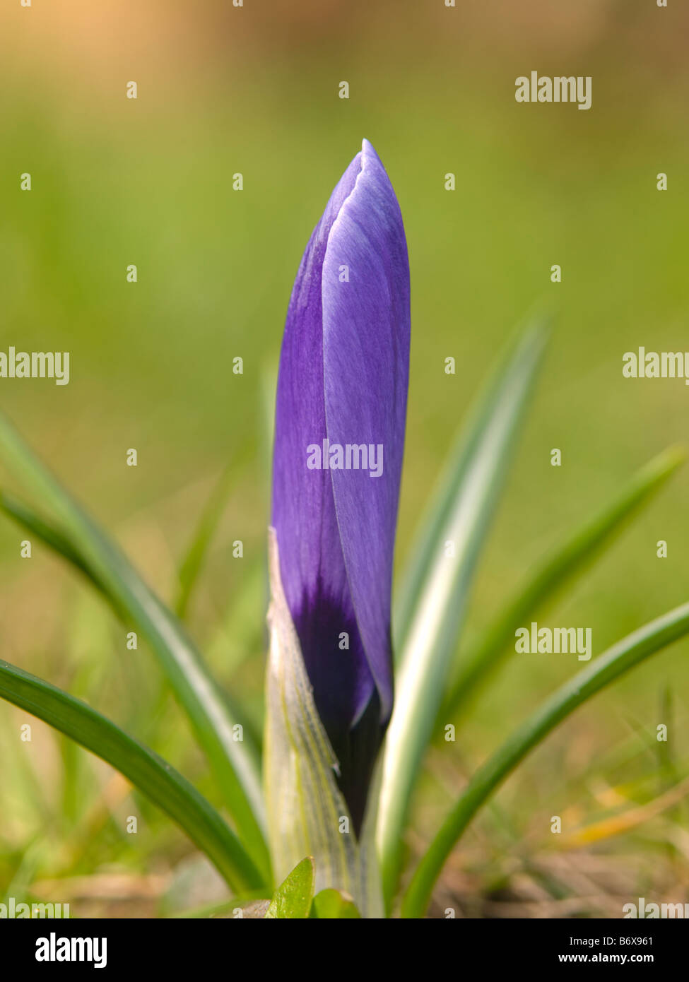 Hatcing lila Krokus Blume Nahaufnahme Stockfoto