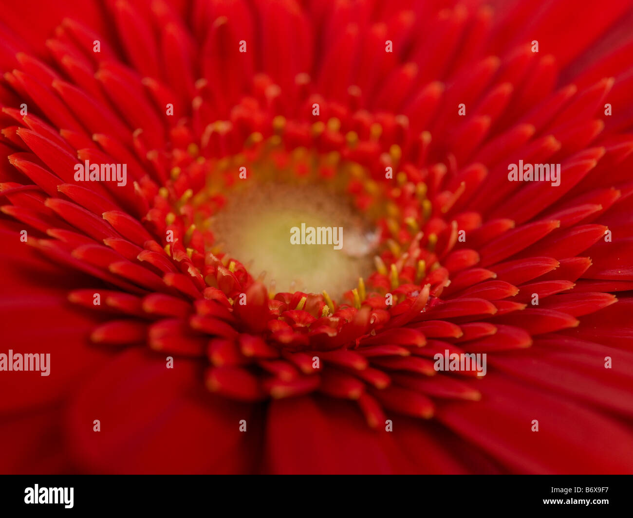 Extreme Nahaufnahme von roten Gerbera Daisy full-frame Stockfoto