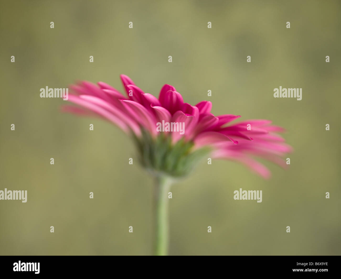 Nahaufnahme von rosa Gerbera daisy Stockfoto